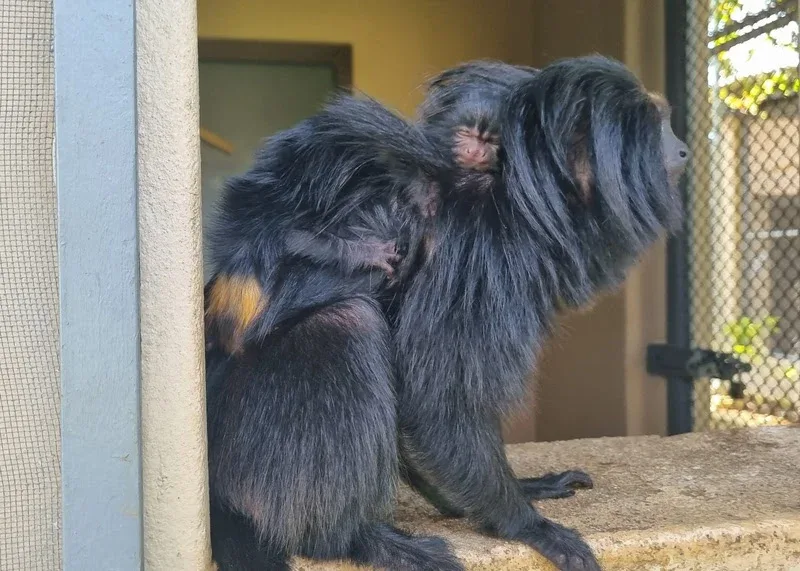 Nascimento de filhotes de sagui-da-serra-escuro reforça conservação da espécie